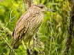 Kirms Photography Night Heron-1
